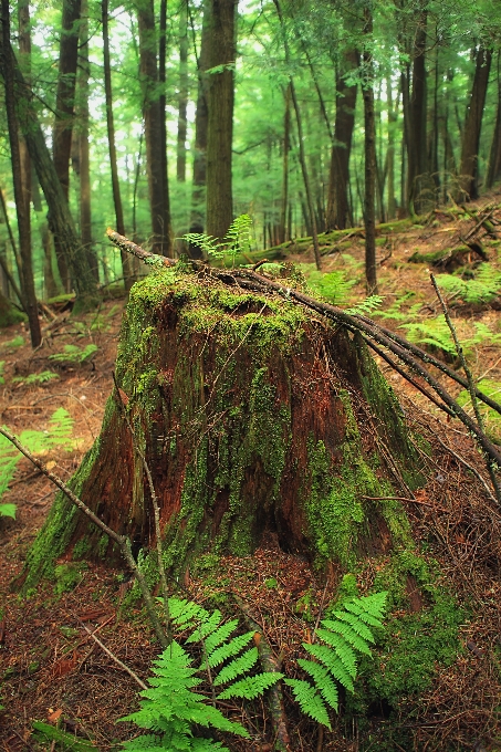 Drzewo natura las pustynia
