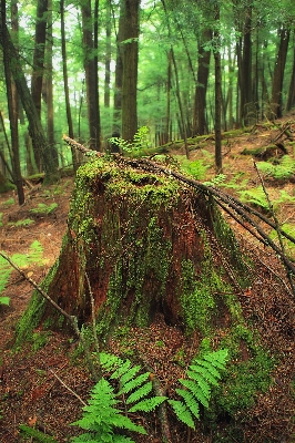 Tree nature forest wilderness Photo