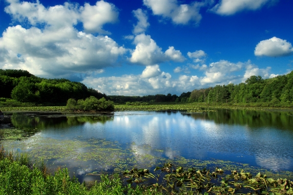 Landscape tree water nature Photo