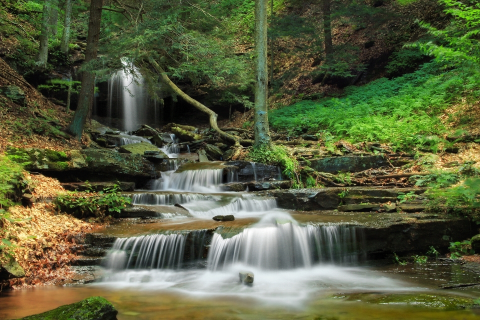 Floresta cachoeira riacho
 caminhada
