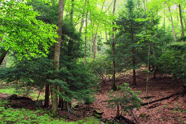 Tree nature forest wilderness Photo