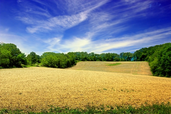 Landscape tree nature grass Photo