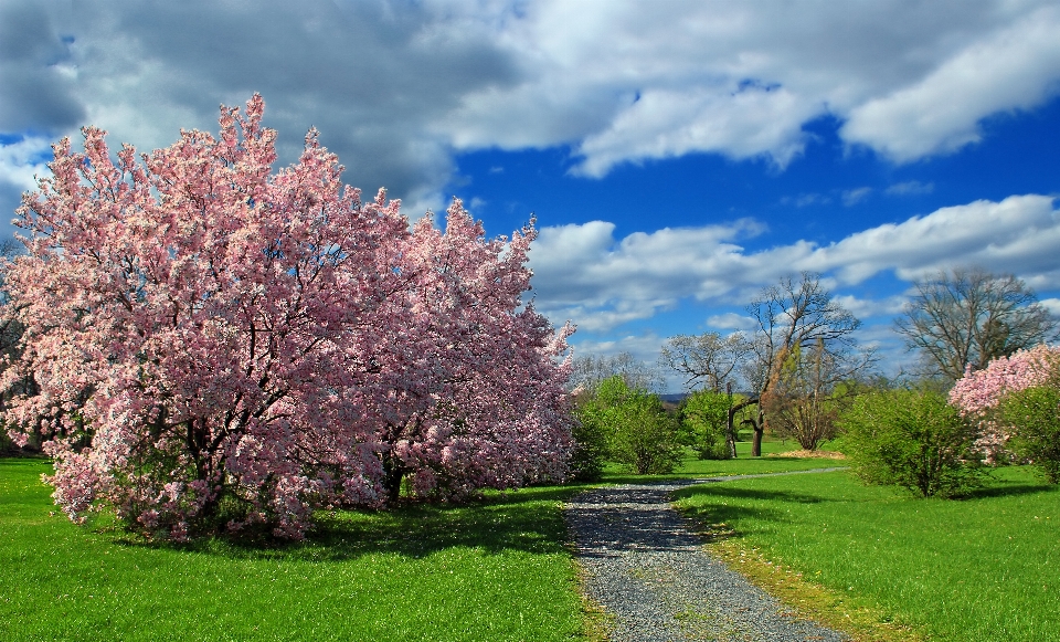 Tree path grass blossom