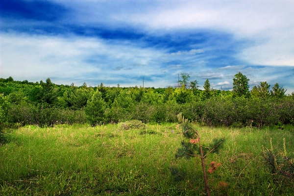 Landschaft baum natur wald Foto