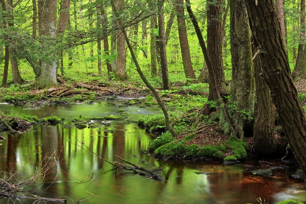 Tree nature forest creek Photo