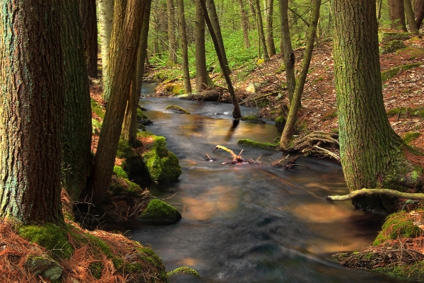 Landscape tree nature forest Photo