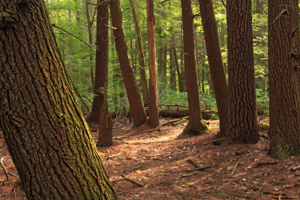 Tree nature forest wilderness Photo