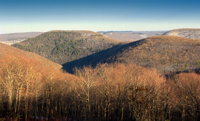 Landscape tree nature forest Photo