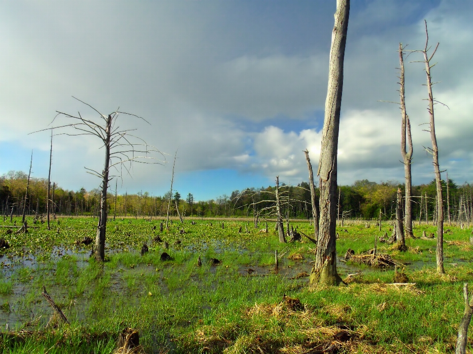 Paisaje árbol naturaleza bosque