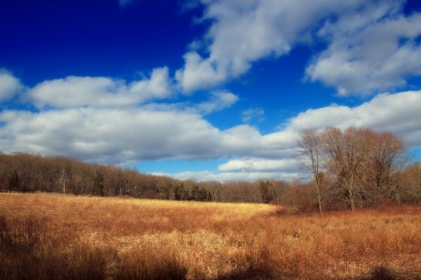 Landscape tree nature grass Photo