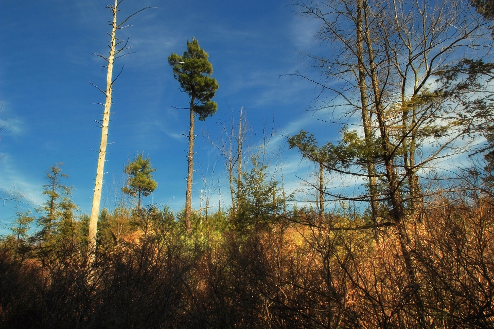 Landscape tree nature forest