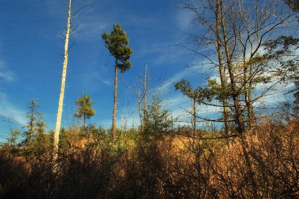 Landscape tree nature forest Photo