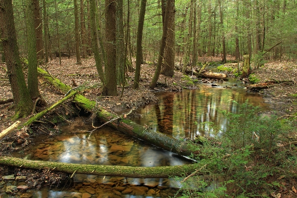 Tree forest creek swamp Photo