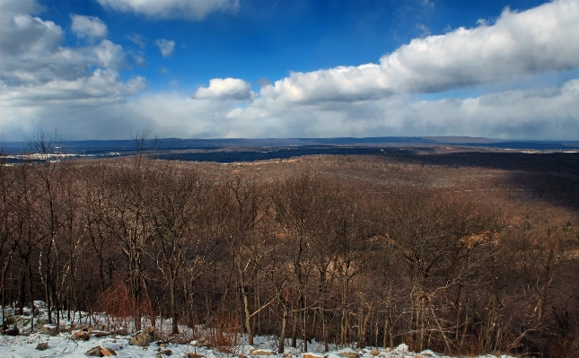 Landscape tree nature forest Photo