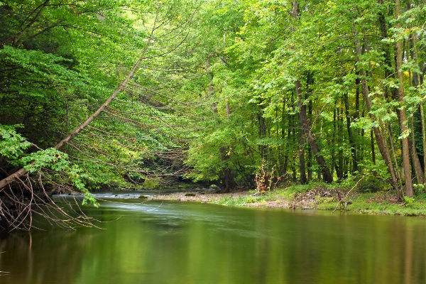 Tree nature forest creek Photo