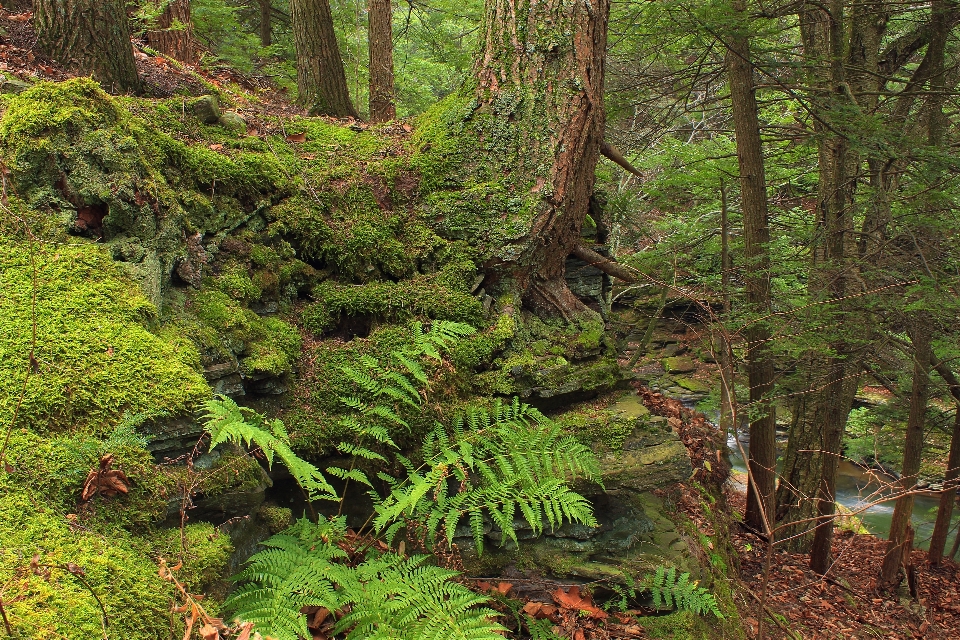 Baum natur wald wildnis
