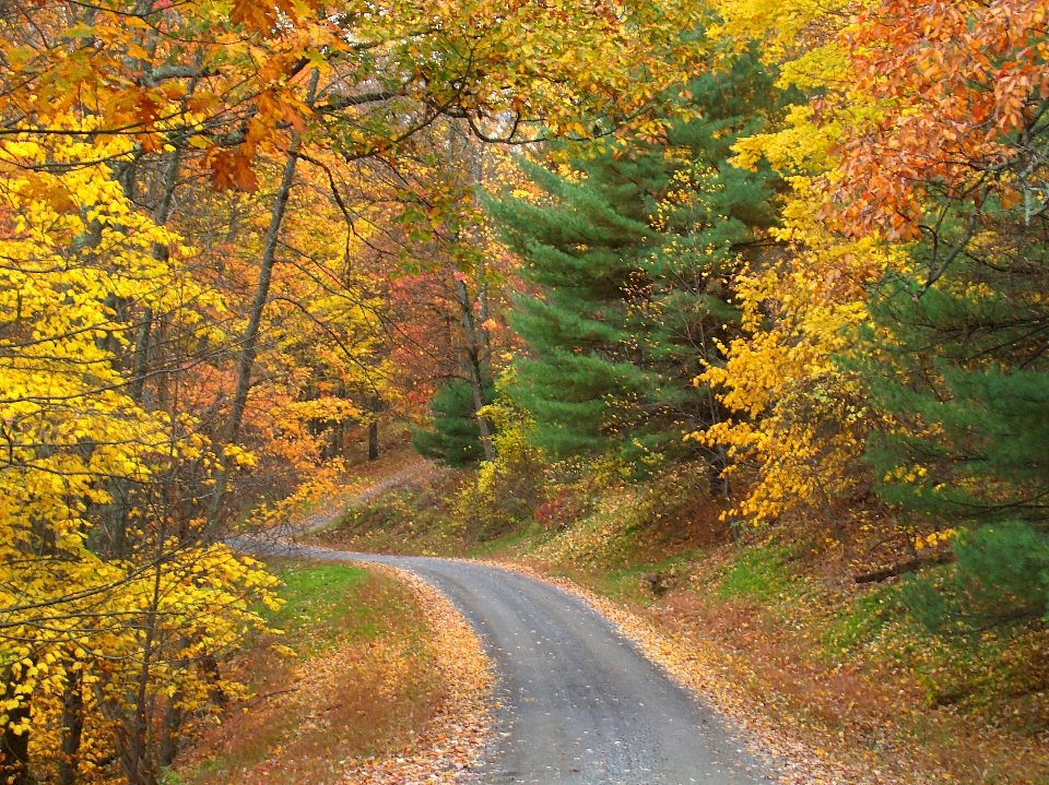 Tree nature forest wilderness