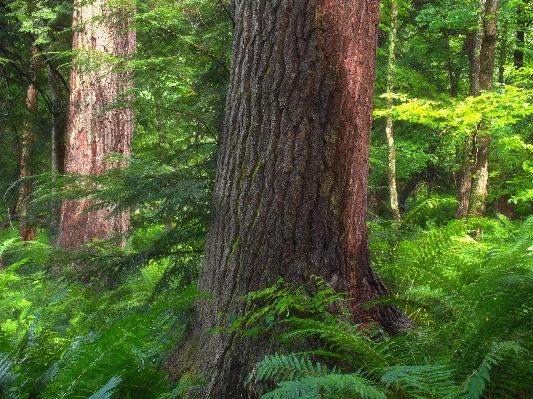 Tree nature forest creek Photo