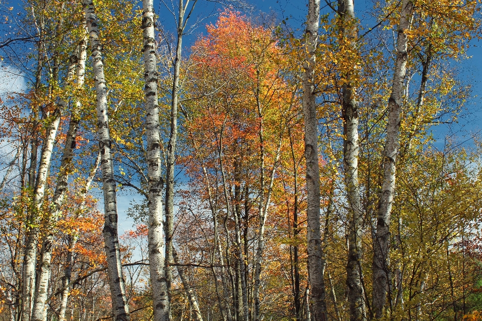 árbol naturaleza bosque rama