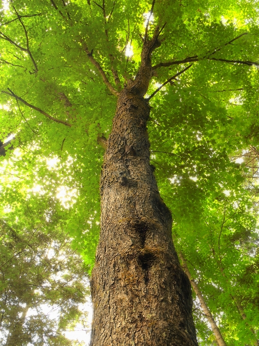 Albero natura foresta ramo