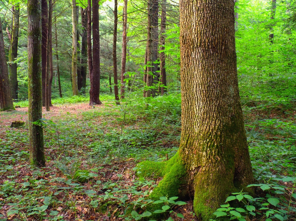 árvore natureza floresta região selvagem
