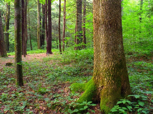 Zdjęcie Drzewo natura las pustynia
