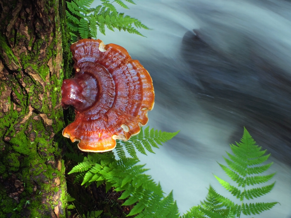 Pohon alam sungai kecil
 stream