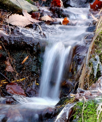 Landscape water nature forest Photo