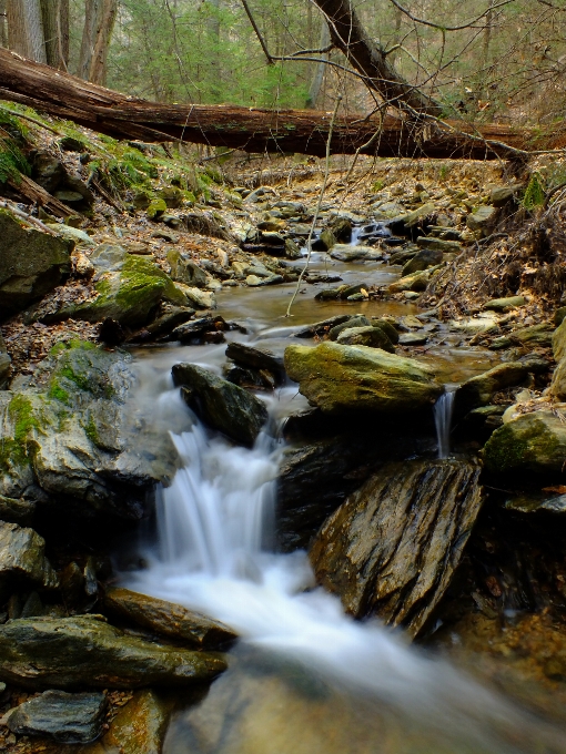 Landscape tree water nature