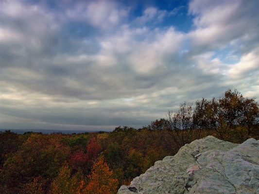 Landscape tree nature forest Photo