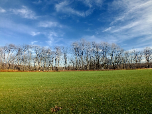 Landscape tree nature grass Photo