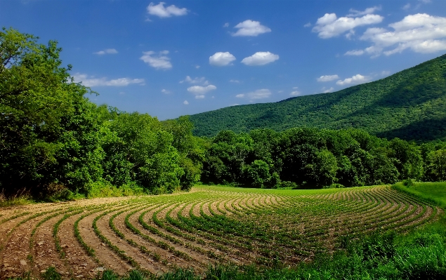 Landscape grass sky field Photo