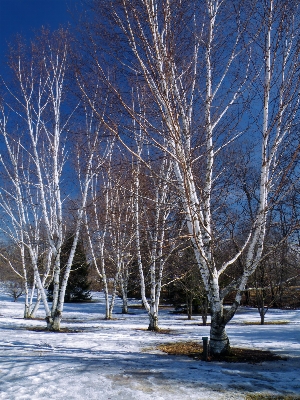 木 森 ブランチ 雪 写真