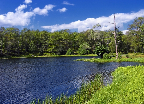 Landscape tree water nature Photo