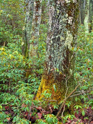 Baum natur wald wildnis
 Foto