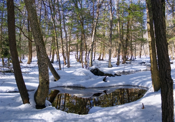 Tree nature forest wilderness Photo