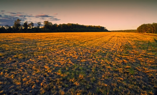 Landscape tree nature grass Photo