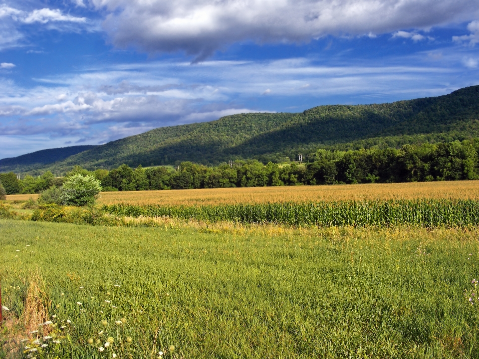 Paesaggio albero natura erba