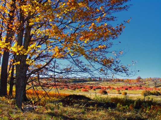 Landscape tree nature forest Photo