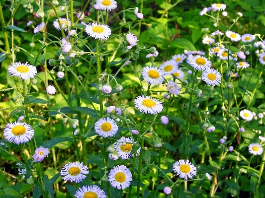 自然 植物 ハイキング
 分野 写真