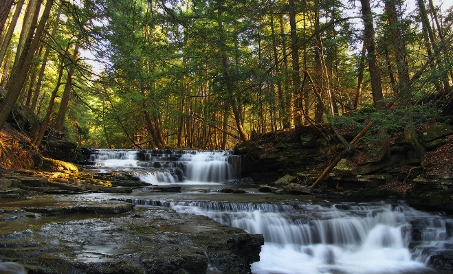 Tree water nature forest Photo