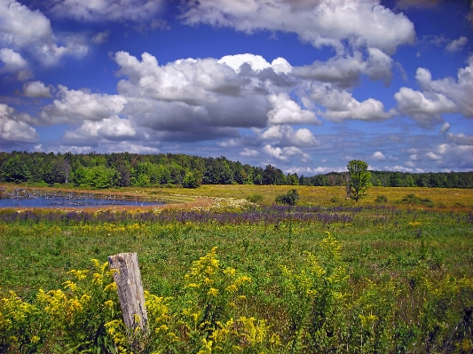 Landscape tree nature forest Photo