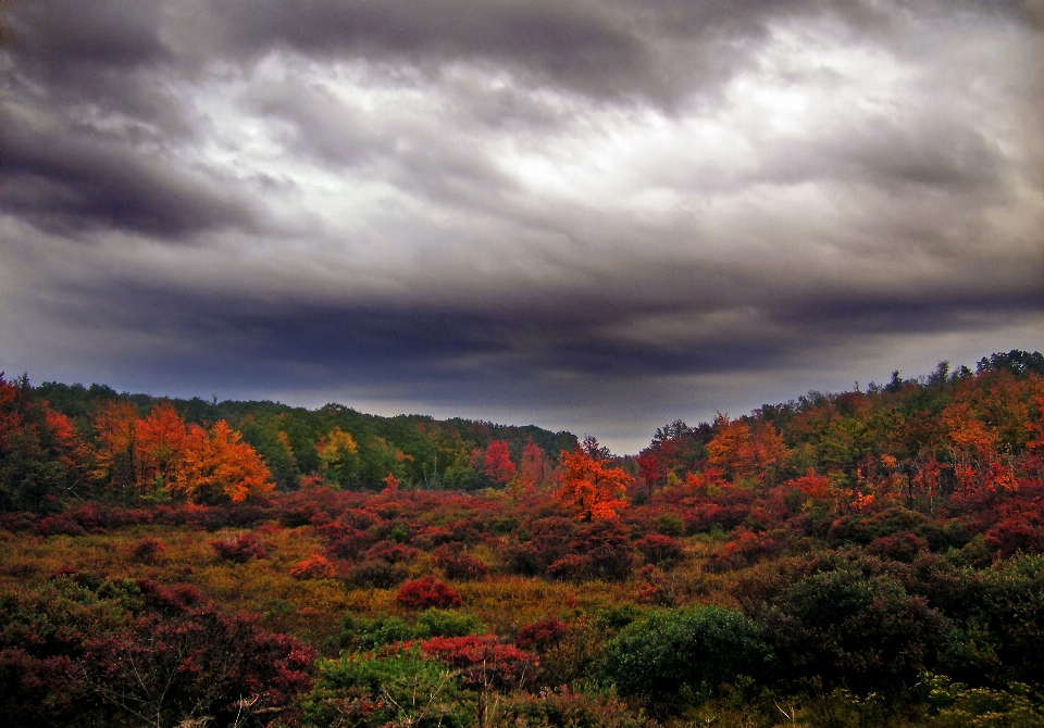 Landscape tree nature forest