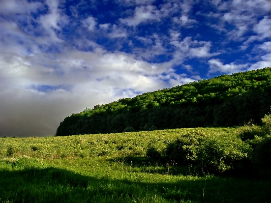 風景 木 自然 森 写真