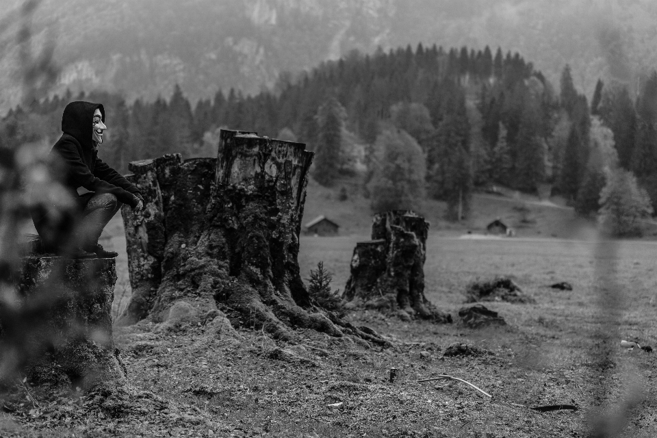 Arbre forêt hiver noir et blanc
