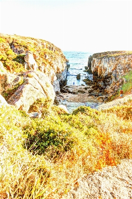 Coast grass rock shore Photo