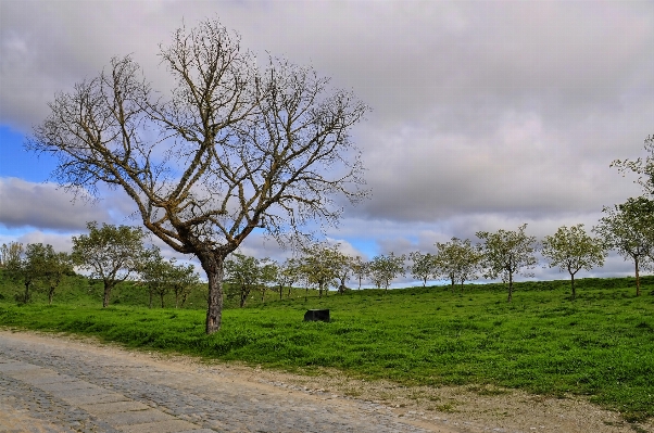 Landscape tree nature grass Photo