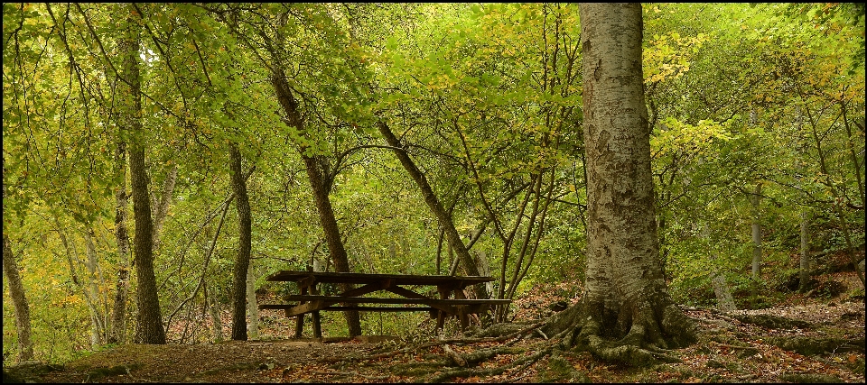 木 自然 森 荒野
