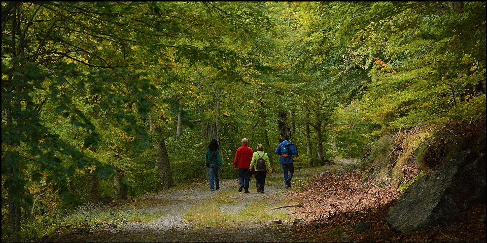 Pohon alam hutan gurun
