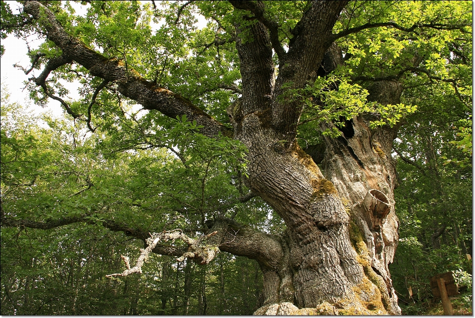 árvore floresta filial plantar